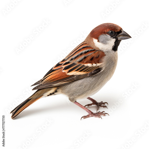 sparrow isolated on white background сreated with Generative Ai © Andrii Yablonskyi