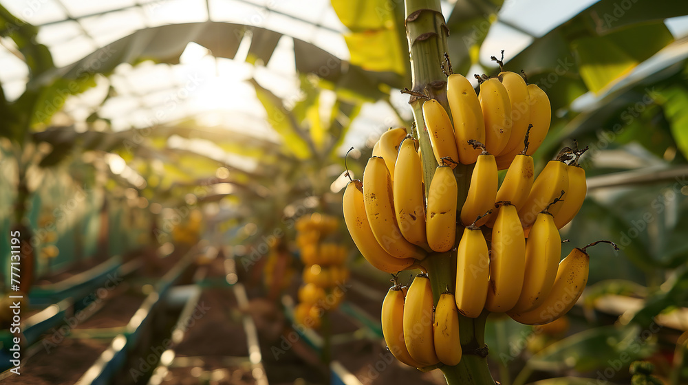 Naklejka premium Promotional photo - Ripe bananas growing on tree in greenhouse