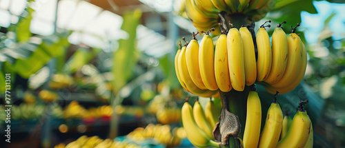 Promotional photo - Ripe bananas growing on tree in greenhouse