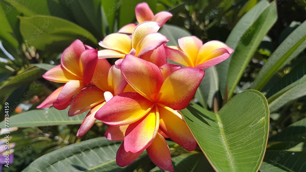 Fototapeta premium red and yellow flower closeup