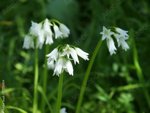 アリウム・トリケトラムの花が咲いた