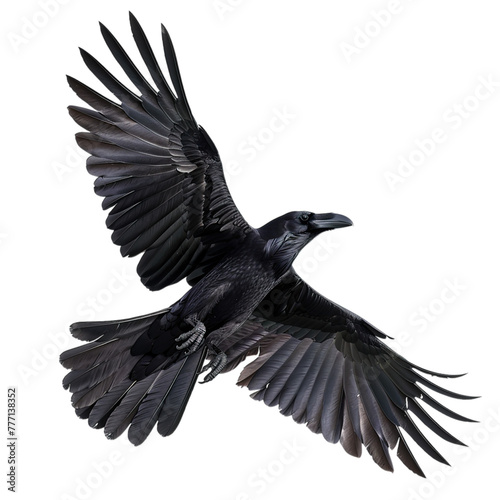black eagle isolated on white background