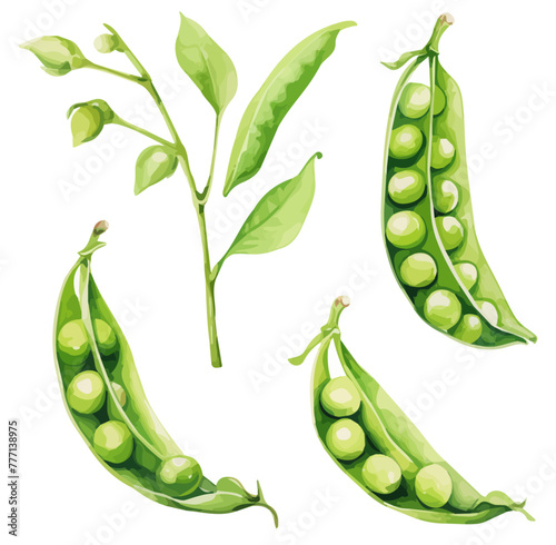 watercolor Drawing vector of green peas (Pea), isolated on a white background, Graphic Painting, Illustration clipart, vector Pea.