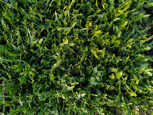 texture of rocket, which is an annual herbaceous plant of the Brassicaceae family. Arugula is native to the Mediterranean basin and central-western Asia. 