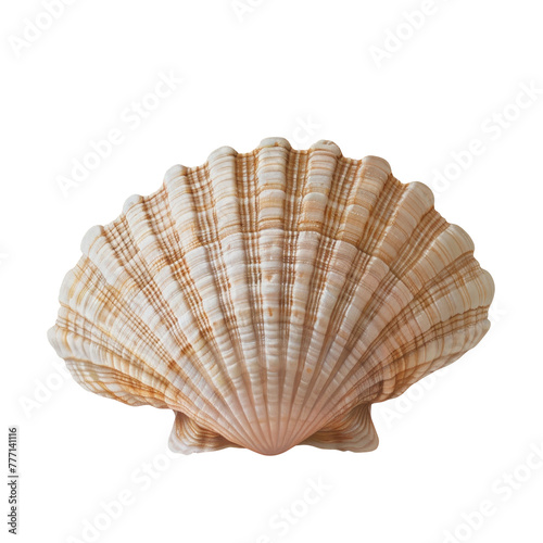 A close up of a shell on a Transparent Background