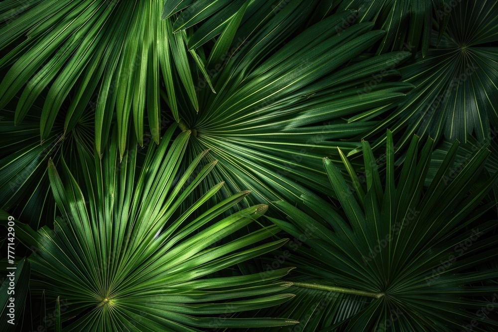 Close up of green leaf on dark tropical background. Close up of green leaf on dark tropical background.