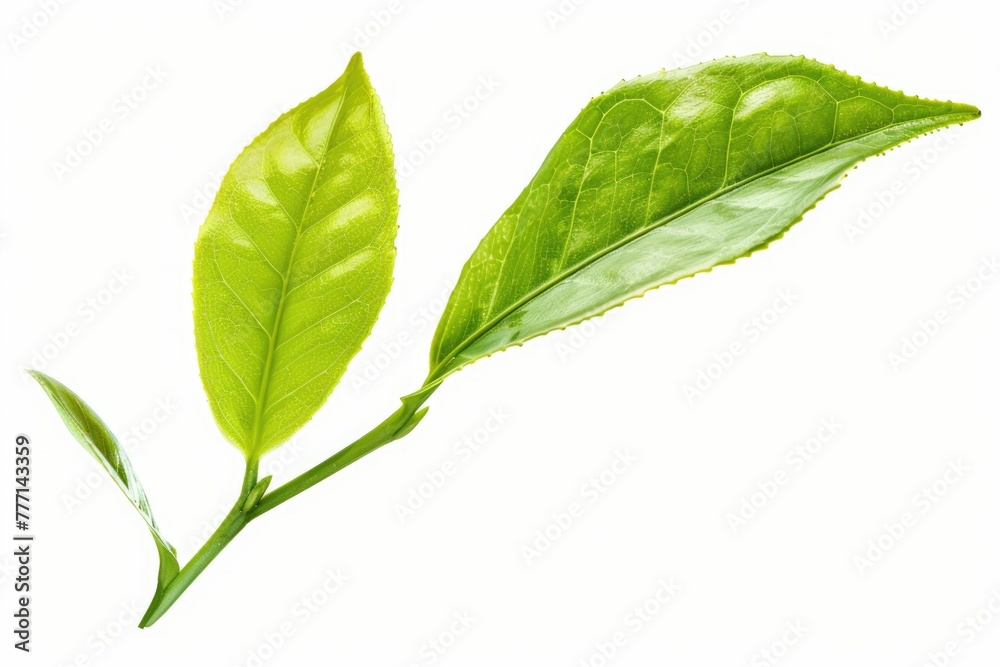 Green tea leaf isolated on white background Green tea leaf isolated on white background Green tea leaf isolated on white background Green tea leaf isolated on white background