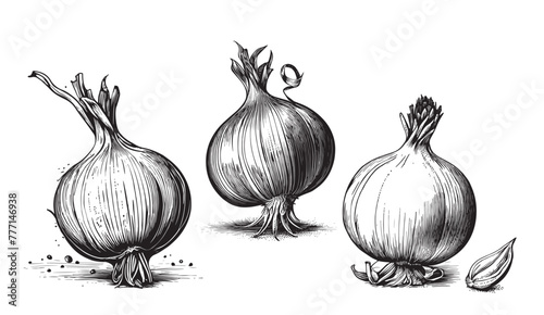 Ink sketch of onion isolated on white background. Hand drawn vector illustration. Retro style. © BigJoy