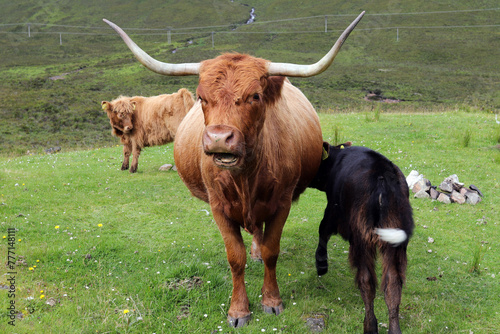 Highland cattle photo