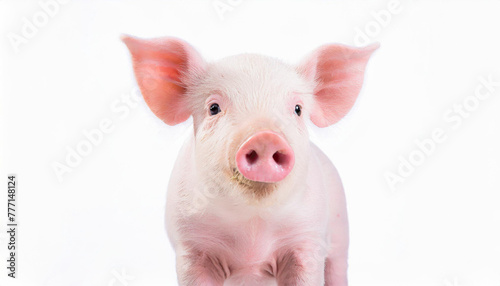 pig cute newborn standing on a grass lawn. concept of biological , animal health , friendship , love of nature . vegan and vegetarian style . respect for nature