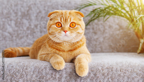 Cute red scottish fold cat with orange eyes lying on grey textile sofa at home. Soft fluffy purebred short hair straight-eared kitty. Background, copy space, close up