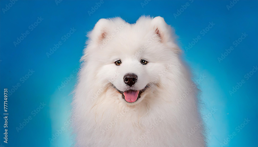 Cute Samoyed dog on blue color background Cute Samoyed dog on blue color background