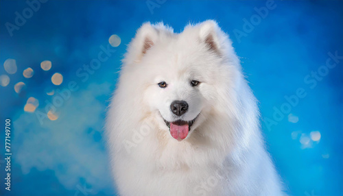 Cute Samoyed dog on blue color background