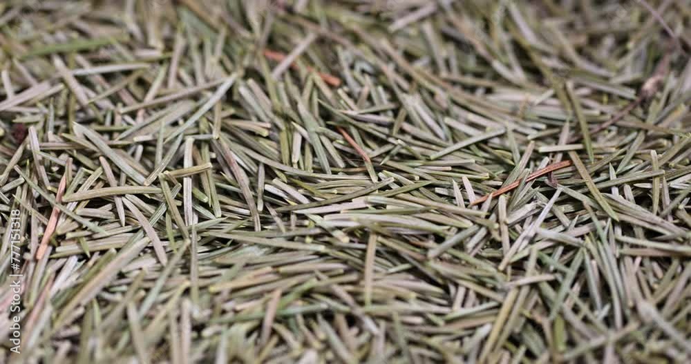 sharp dry needles from the Christmas tree, a large number of needles fallen from the tree during the celebration of New Year's days sharp dry needles from the Christmas tree, a large number of needles fallen from the tree during the celebration of New Year's days