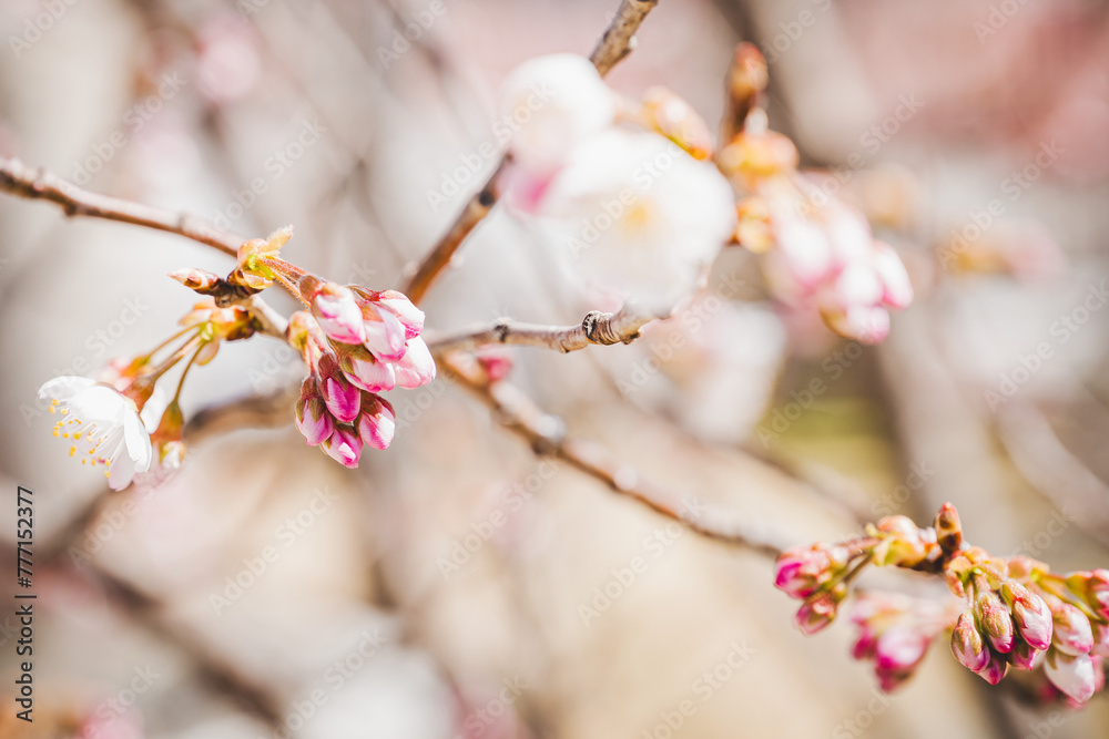 日本の桜 日本の桜