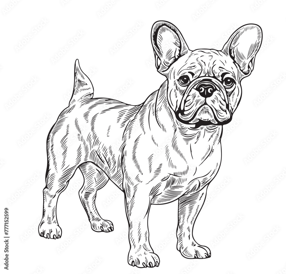 French Bulldog - Hand Drawn. Vector Illustration.