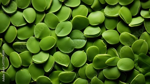 green moringa oil photo