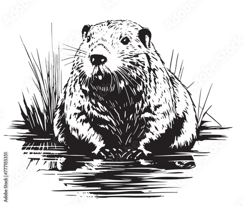 Beaver - hand drawn vector illustration, isolated on white
