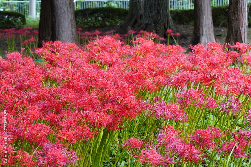 日本の千葉県にある彼岸花の植生　緑地公園