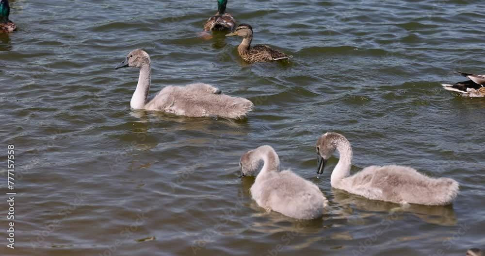 grey chicks of the white sibilant swan with grey down, young small swans with adult swans parents grey chicks of the white sibilant swan with grey down, young small swans with adult swans parents