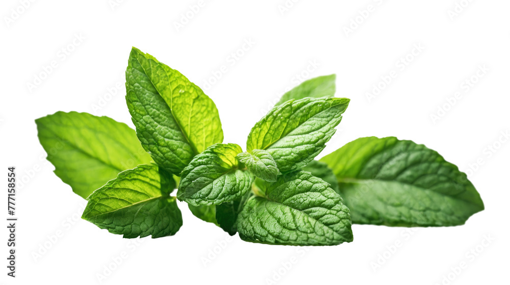 Green fresh mint leaves isolated on white and transparent background. PNG. Green fresh mint leaves isolated on white and transparent background. PNG.