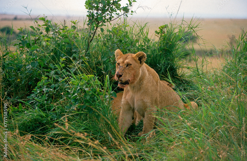Obraz premium Lion, lionne, Panthera leo, Femelles et jeunes, Parc national de Masai Mara, Kenya