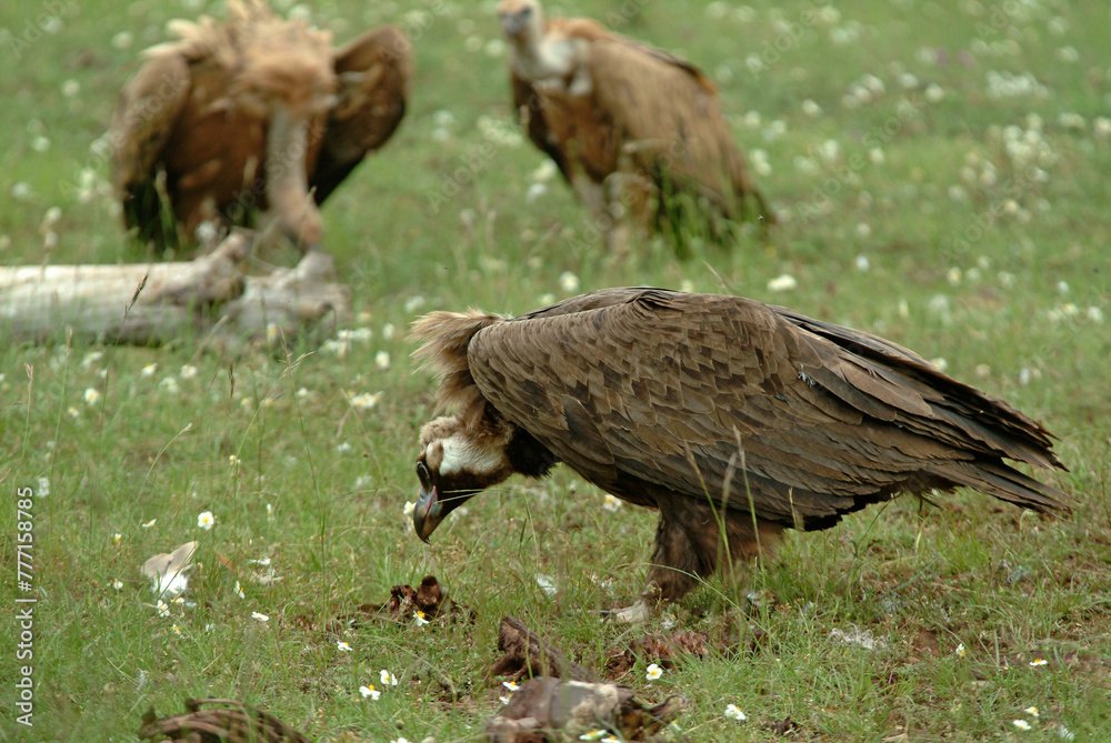 Fototapeta premium Vautour moine,.Aegypius monachus, Cinereous Vulture, Vautour fauve,.Gyps fulvus, Griffon Vulture, Parc naturel régional des grands causses 48, Lozere, France