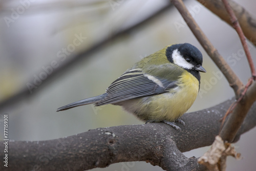 Eurasian Great tit on a branch 
