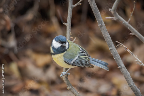 Eurasian Great tit on a branch	