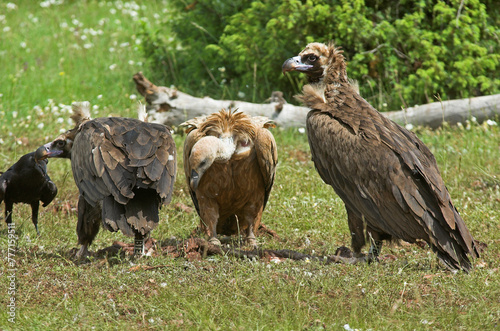 Vautour fauve .Gyps fulvus  Griffon Vulture  Grand Corbeau .Corvus corax  Northern Raven  Parc naturel r  gional des grands causses 48  Lozere  France