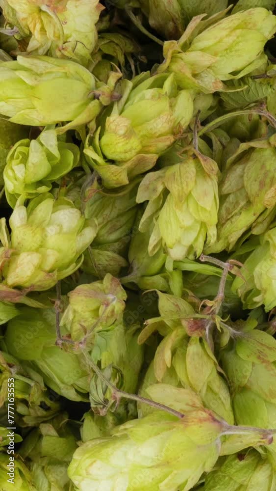 fresh green hops, rotation in circle. beer hops, Turning. selective focus. green beer hops background. Vertical video
fresh green hops, rotation in circle. beer hops, Turning. selective focus. green beer hops background. Vertical video