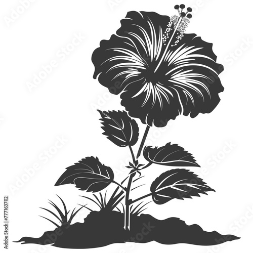 Silhouette hibiscus flower in the ground black color only