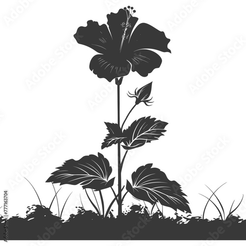 Silhouette hibiscus flower in the ground black color only