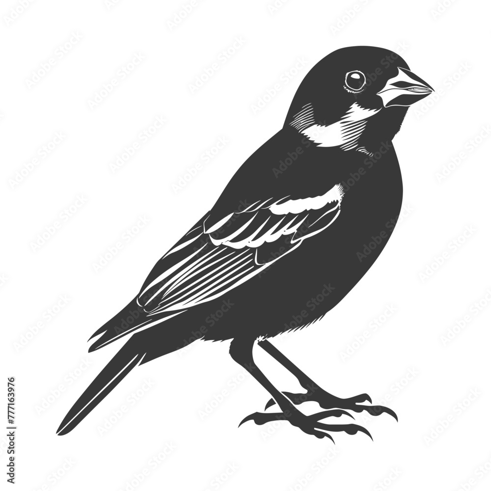 Obraz premium Silhouette House sparrow bird animal black color only