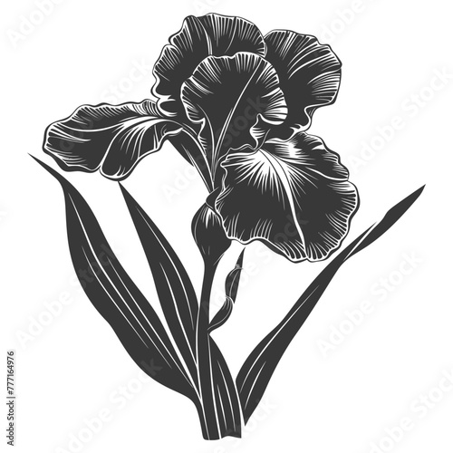 Silhouette iris flower black color only