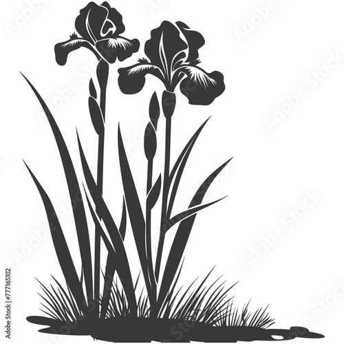 Silhouette iris flower in the ground black color only