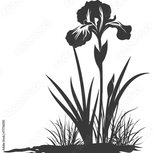 Silhouette iris flower in the ground black color only