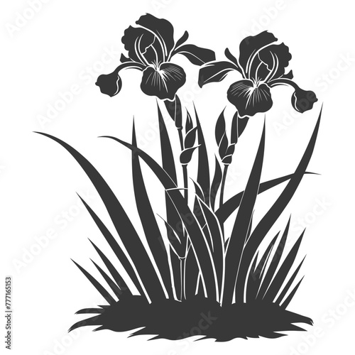 Silhouette iris flower in the ground black color only