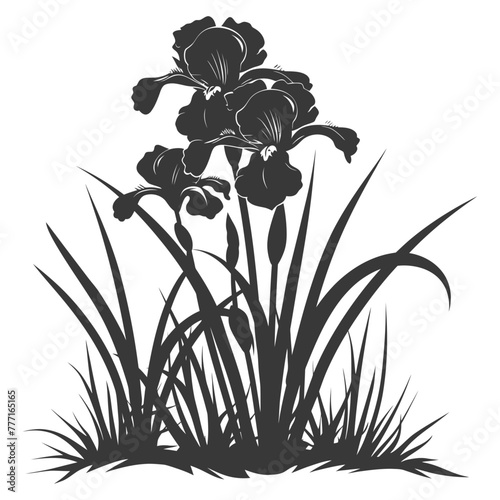 Silhouette iris flower in the ground black color only