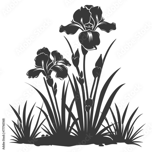 Silhouette iris flower in the ground black color only