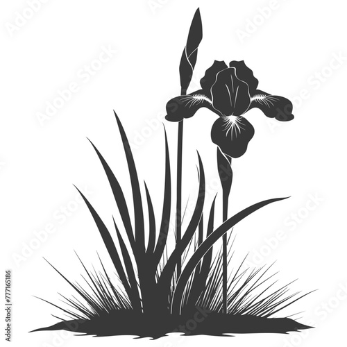 Silhouette iris flower in the ground black color only