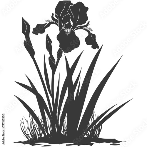 Silhouette iris flower in the ground black color only