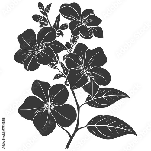 Silhouette jasmin flower black color only