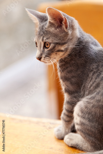 Cute Gray Kitten Baby Cat Sitting on a Table
