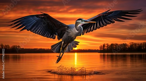 warm blue heron flying