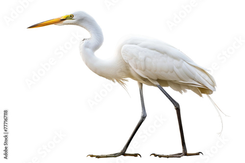 Elegant Bird Egret isolated on transparent background