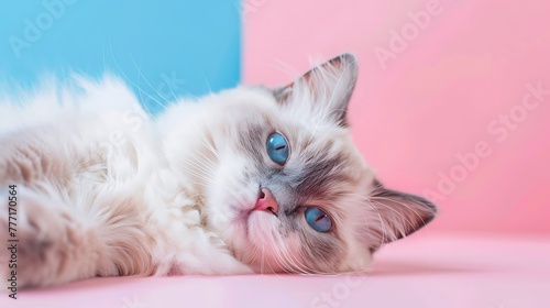 Ragdoll cat lying down with blue eyes on pink and blue background