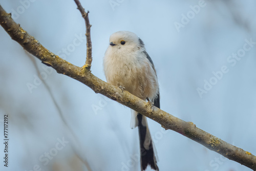 Long-tailed Tit (Aegithalos caudatus) sits on a branch and looks right toward the camera lens. Close-up Long-tailed bushtit. Black and white plumage bird with a long narrow tail.