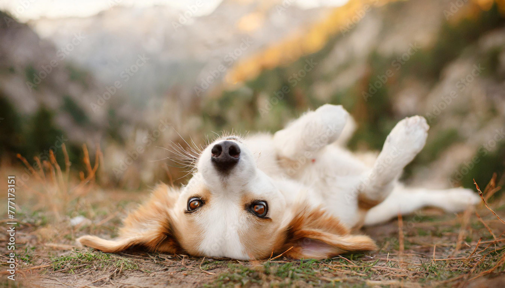 Fototapeta premium dog laying on his back