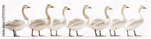 Three White Geese in a Line, Concept of Artificiality and the Illusion of Perfection Generative AI